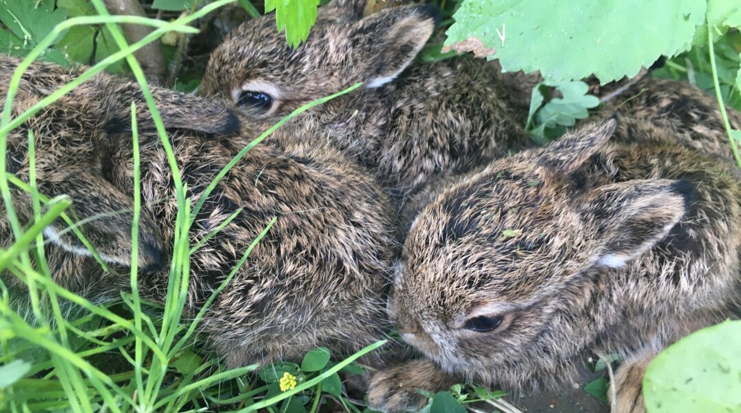 В Пермском крае заводчане обнаружили в траве семейство зайчат