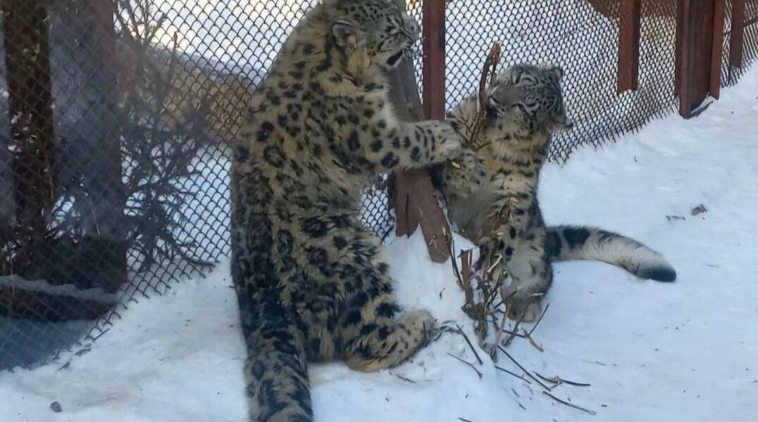Снежные барсы в Пермском зоопарке переехали в новый вольер