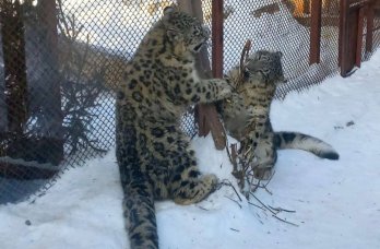 Снежные барсы в Пермском зоопарке переехали в новый вольер