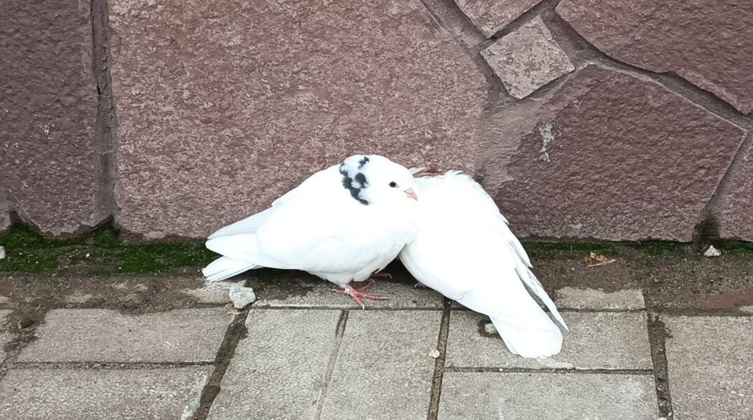 В Перми ищут хозяина белых голубей