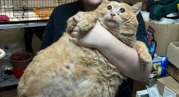 Пермский кот Крошик похудел на килограмм