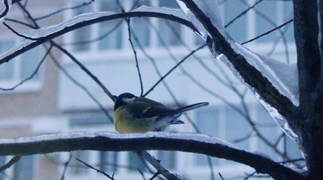Ночь на 16 января в Прикамье станет самой холодной с конца декабря