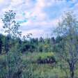 поле, площадка, лес