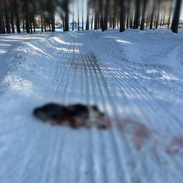 Стая волков терроризирует поселок в Пермском крае