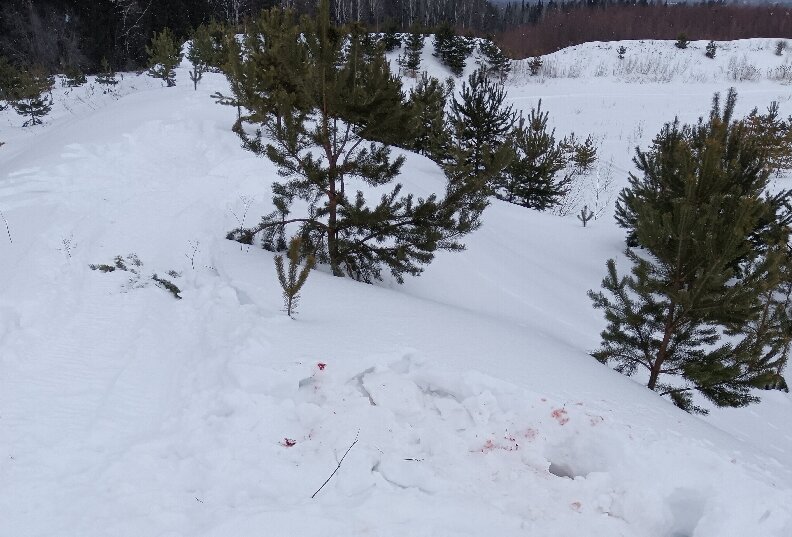 Пермяк незаконно убил лося