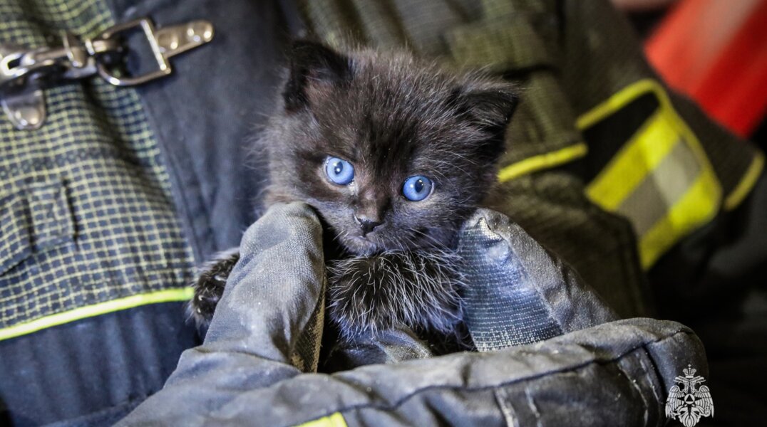 Пожарные спасли котят из электрощитка в Кировском районе Перми
