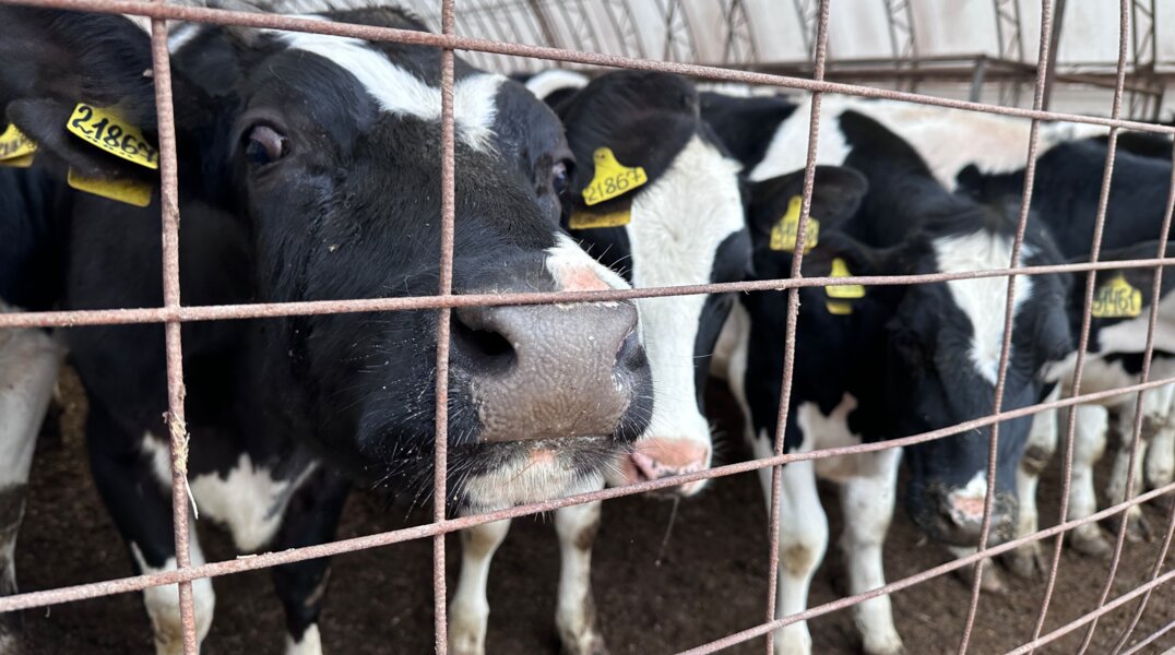 Пермское агропредприятие получит федеральную поддержку
