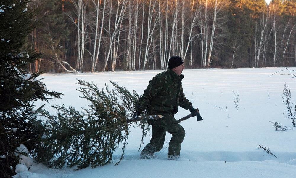 В Перми начали работу пункты приема новогодних елей