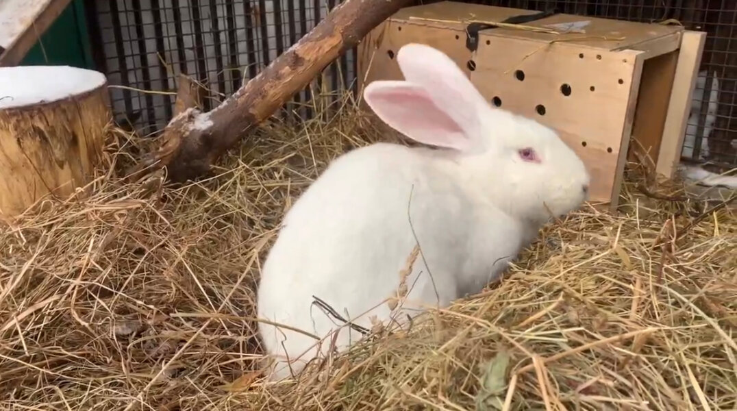 Пермскому кролику-гиганту нашли невесту