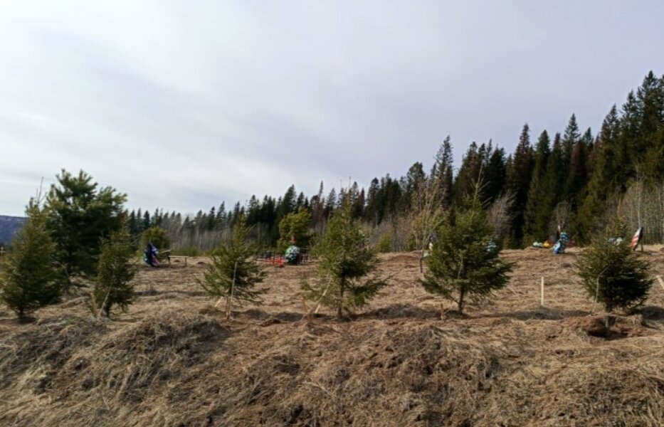 Власти Пермского округа опровергли слухи о строительстве кладбища в Жебреях