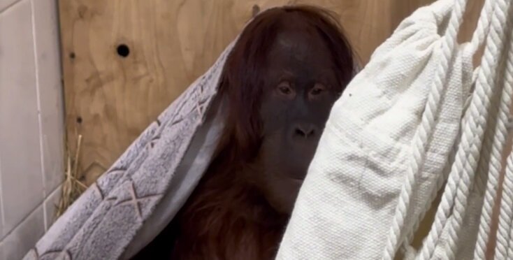 В Пермском зоопарке рассказали, как первые человекообразные обезьяны привыкают к новому дому