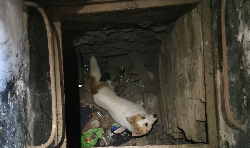 В Кунгуре собака не смогла самостоятельно выбраться из заброшенного погреба