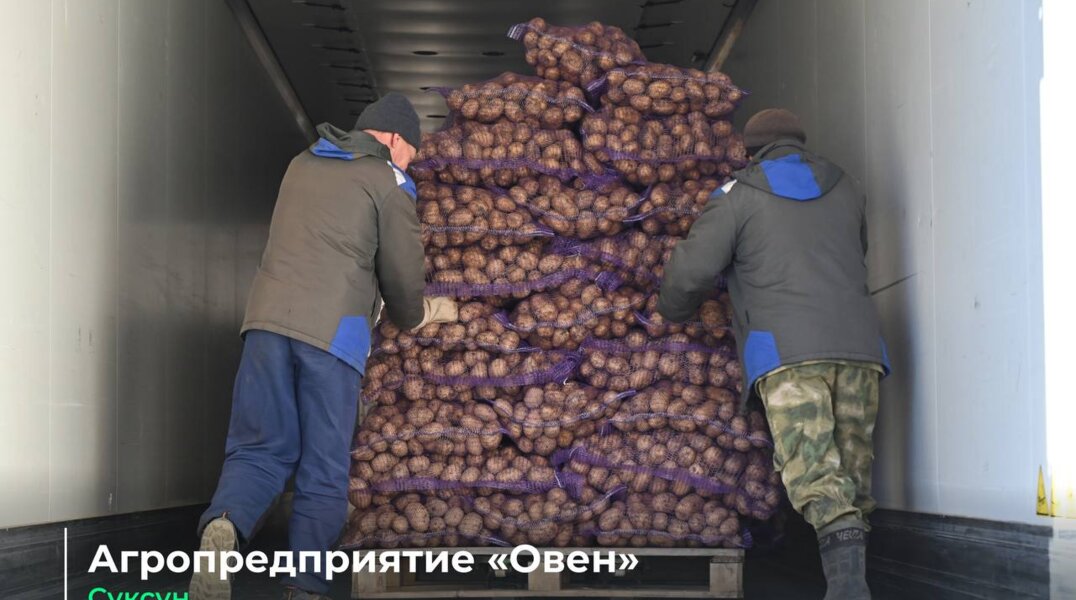 Предприятие, производящее 52% всего картофеля в Прикамье, планирует внедрить робототехнику