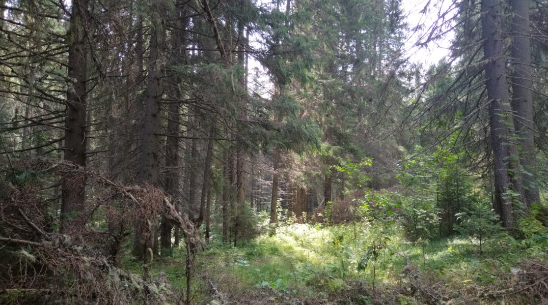 Пермские спасатели достали ребенка из болота и нашли потерявшегося грибника