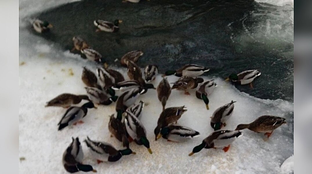 Пермяков просят помочь уткам, умирающим с голода в Райском саду