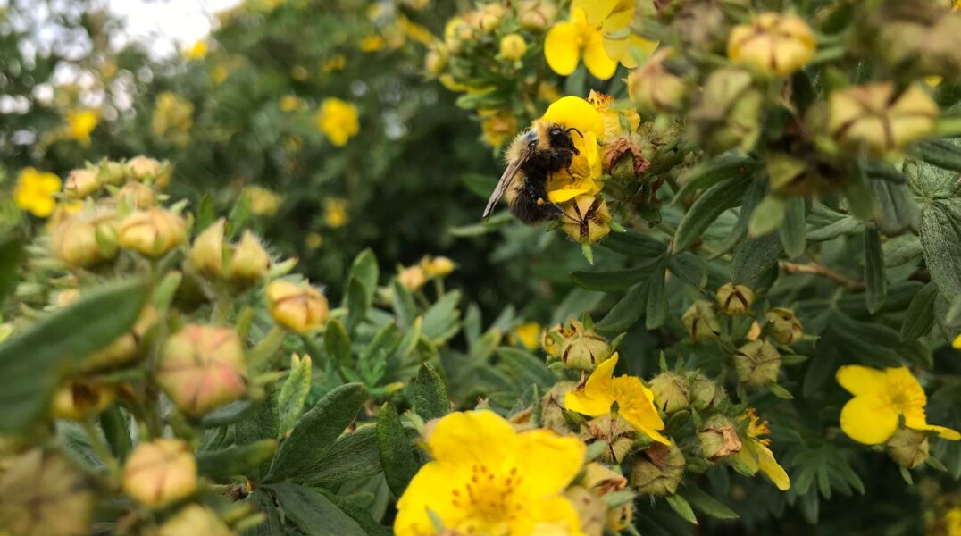 Пермяк засудил соседа за постоянные нападения на него пчел