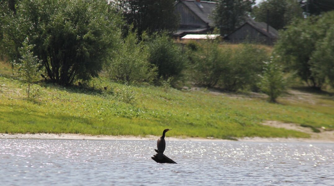 На севере Прикамья впервые заметили больших бакланов