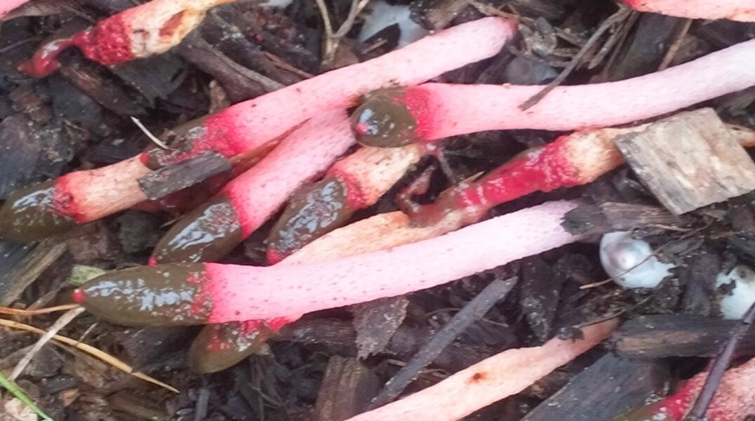 Пермяки обнаружили редкие грибы с тошнотворным запахом