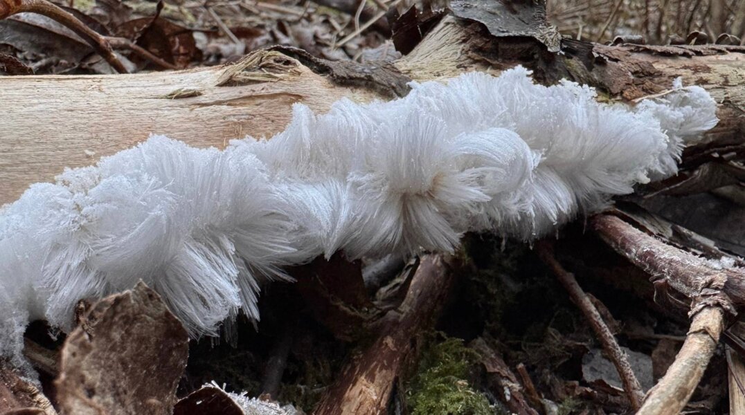 В Перми заметили редкое природное явление, похожее на ледяные волосы