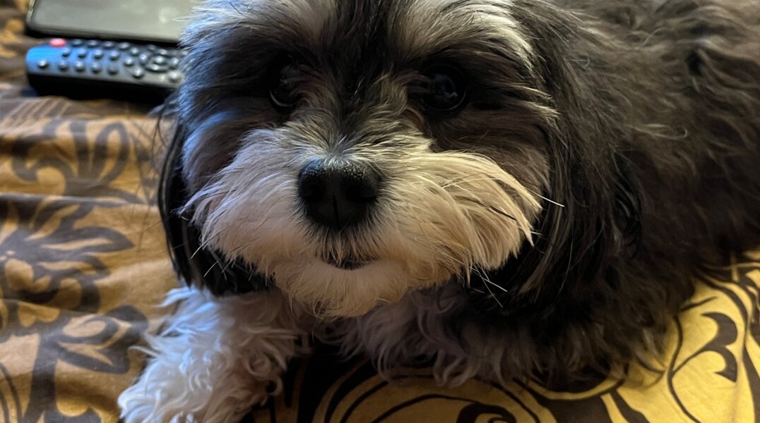 В пермском политехе создают приложение, которое поможет заботиться о домашнем животном