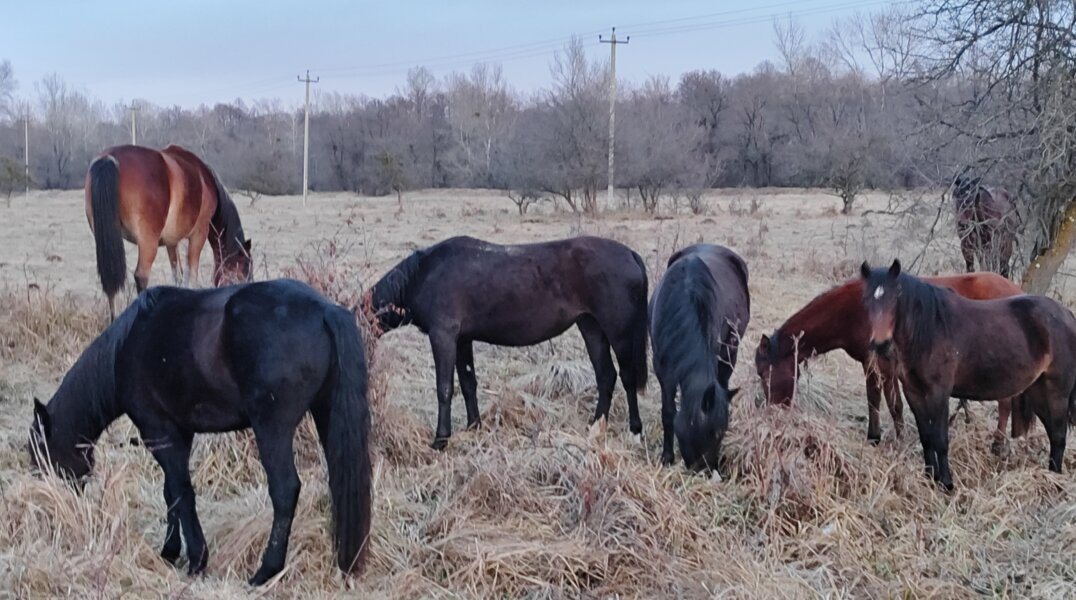 Агропредприятия Пермского края получили федеральную поддержку на 226 миллионов рублей