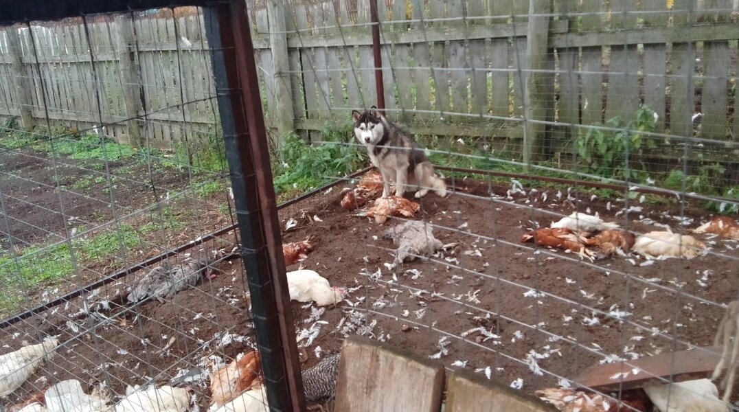 В Пермском крае собака загрызла почти 100 соседских кур