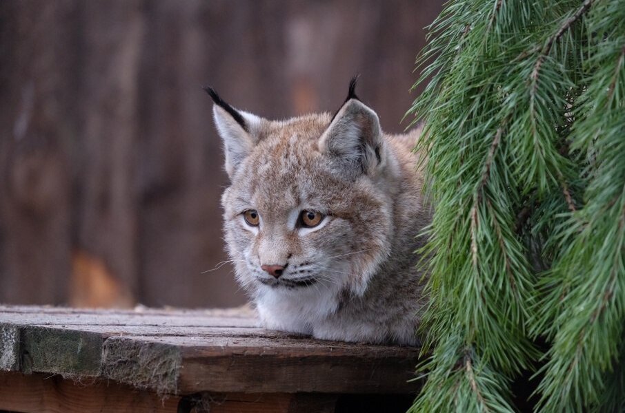 Жители Прикамья сняли на видео крупную рысь