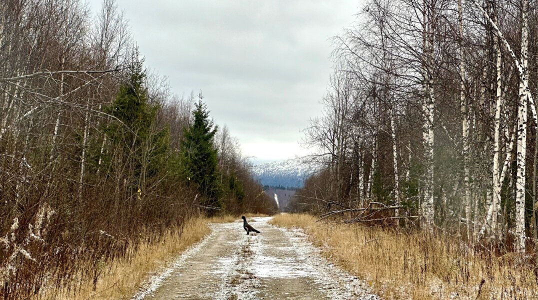 В Прикамье начали благоустраивать экотропы на Усьвинских столбах