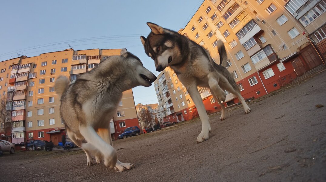 В Прикамье подрались хозяева сцепившихся собак