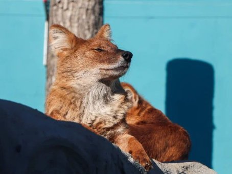 Пермский звериный