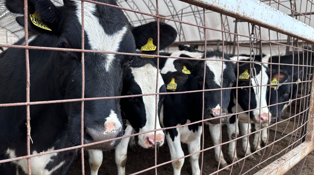 В Пермском крае фермерша-аферистка незаконно получила 7,5 млн рублей из бюджета