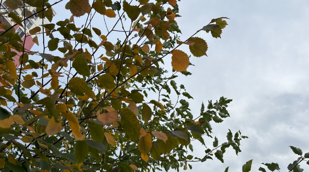 В среду на территории Прикамья заметно похолодает