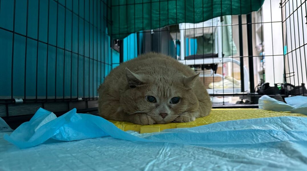 Толстый кот Крошик устроил побег из пермского реабилитационного центра