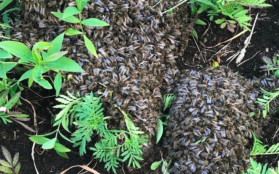 В пермском ЖК «Грибоедовский» обнаружили рой пчел