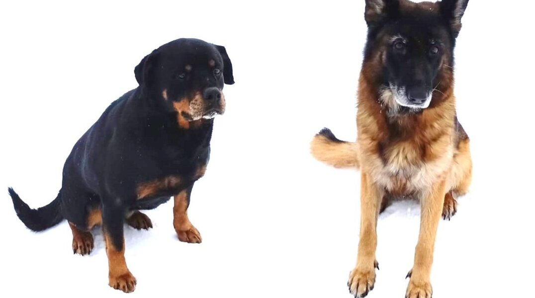 Сотрудники колонии в Прикамье ищут новых хозяев для двух служебных собак