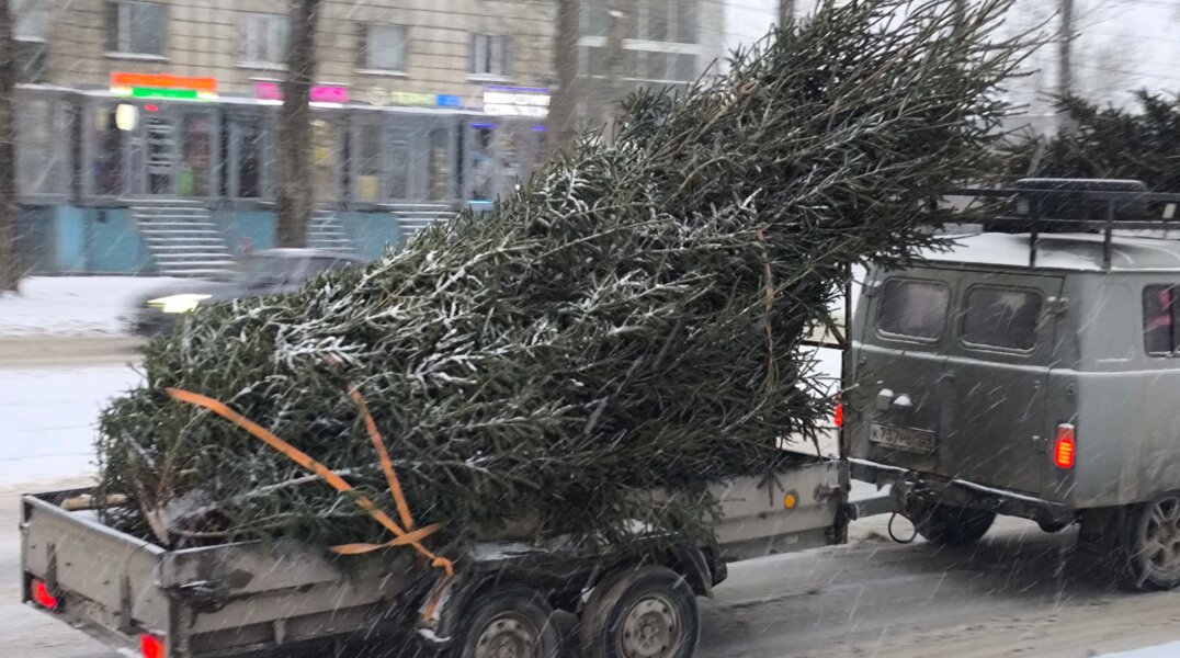 Пермяки могут принести новогодние елки в Сад соловьев