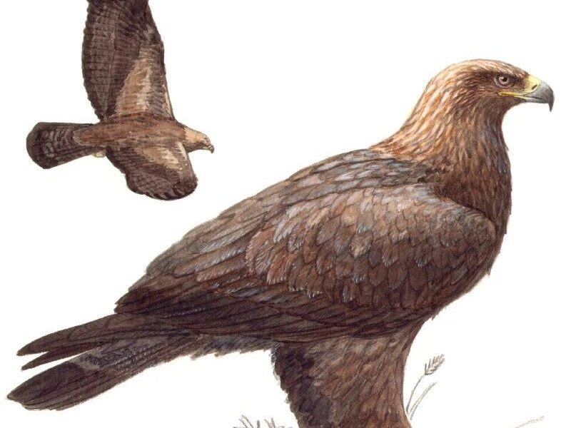 В Прикамье построят 10 искусственных гнездовий для спасения беркутов