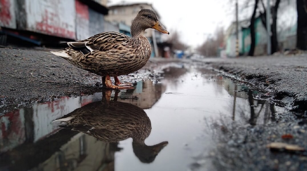 В Перми появилась новая популяция уток