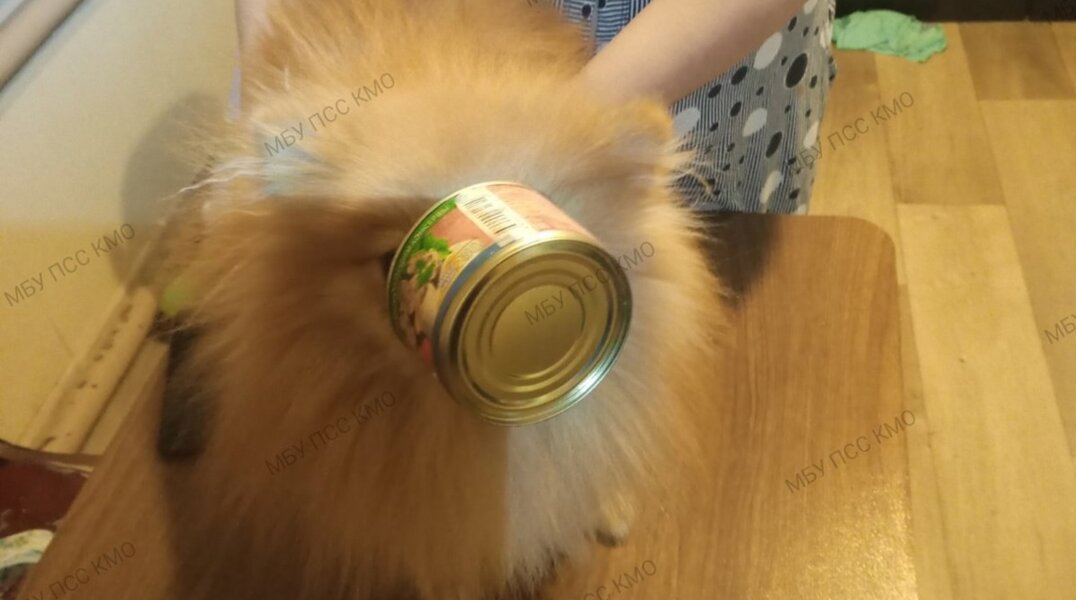 В Прикамье спасатели помогли шпицу, который застрял мордой в консервной банке