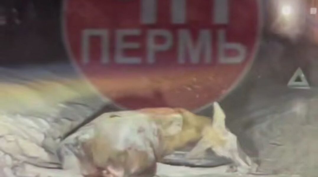 В Перми водитель автобуса сбил лося