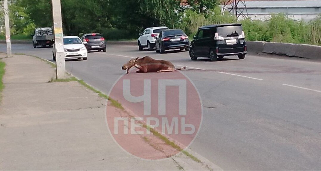 В Перми на Вышке-2 сбили лося