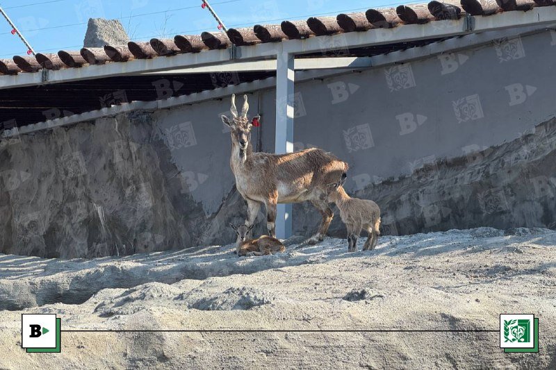 На новой территории Пермского зоопарка родились винторогие козлята