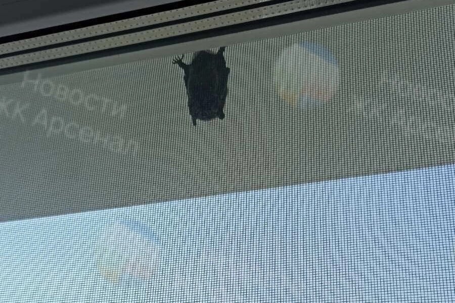 Пермяки в центре города обнаружили за окном летучую мышь