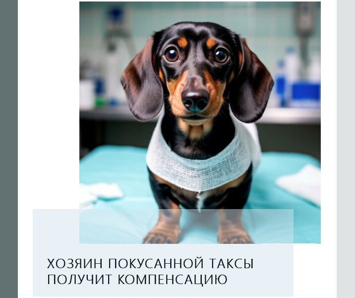 В Перми хозяин покусанной таксы отсудил у властей 35 тысяч рублей