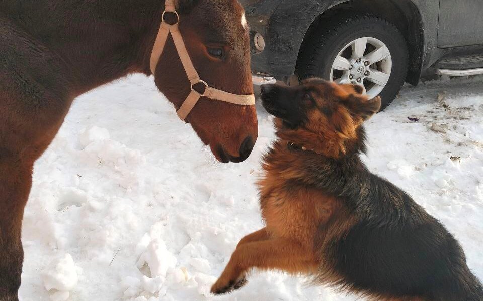 В Прикамье сутки искали жеребёнка и его подругу-овчарку