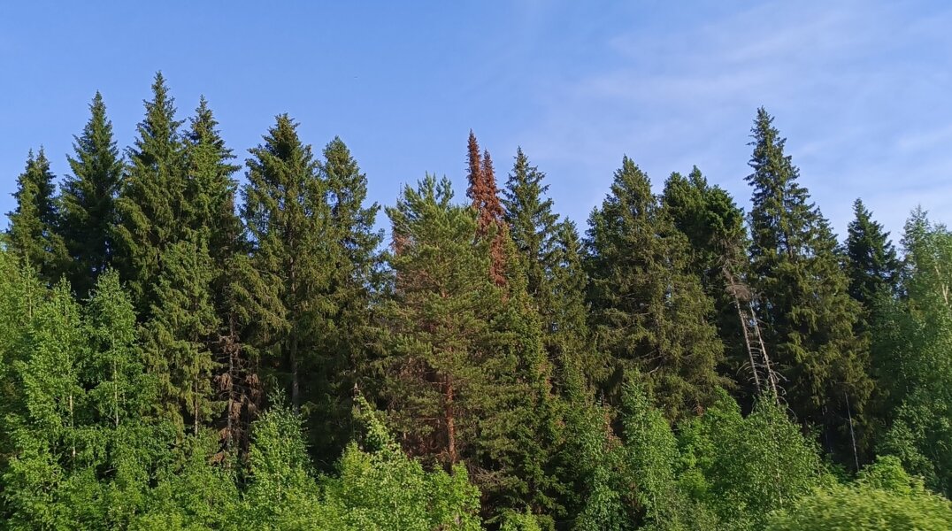 Эксперт: распространение жука-короеда в Прикамье приравнивается к экологической катастрофе