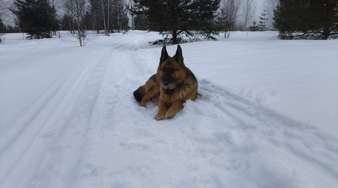 В Прикамье из-за укусов агрессивной овчарки женщина потеряла способность нормально передвигаться