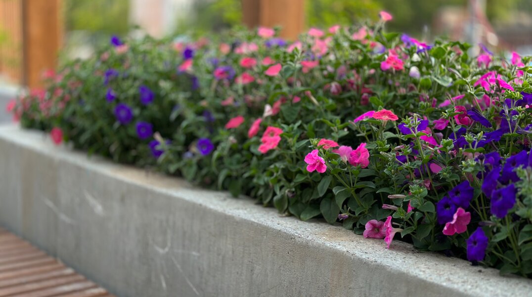 В центре Перми появились деревянные клумбы для мобильного озеленения города