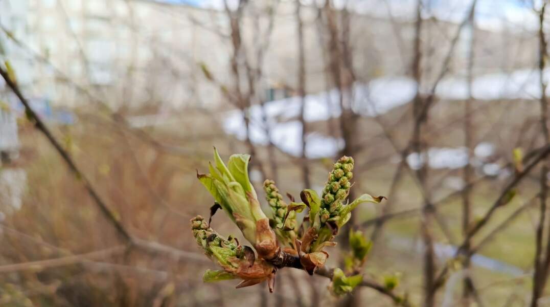Специалисты рассказали, когда в Прикамье наступит потепление