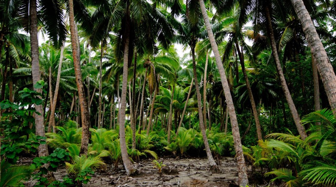 Спустя 16 дней после авиакатастрофы в джунглях Колумбии нашли живыми четырех детей